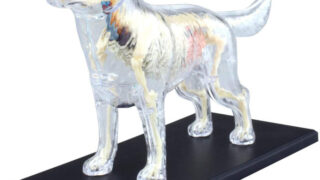 4D VISION 動物解剖モデル 犬解剖スケルトンモデル