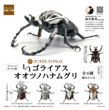 【BOX販売】1/1 ゴライアスオオツノハナムグリ（全4種） 1BOX:4個入