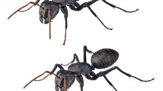 REVO GEO クロオオアリ